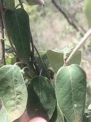 Sphedamnocarpus pruriens pruriens