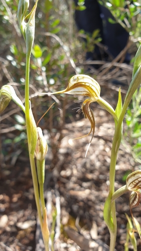 Image of Pterostylis excelsa by (c) Rosalie Lawrence, some rights reserved (CC BY)