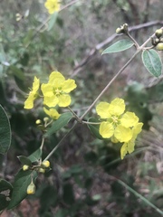 Sphedamnocarpus pruriens pruriens