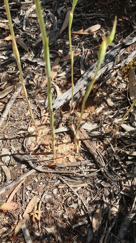 Image of Pterostylis excelsa by (c) Rosalie Lawrence, some rights reserved (CC BY)