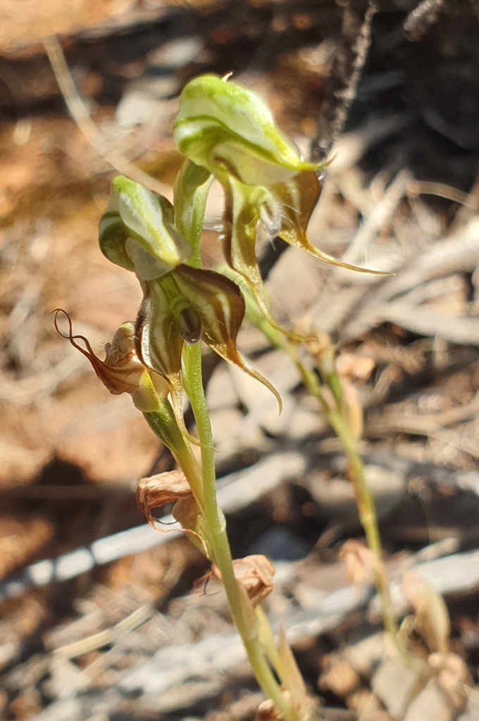 Pterostylis lepida