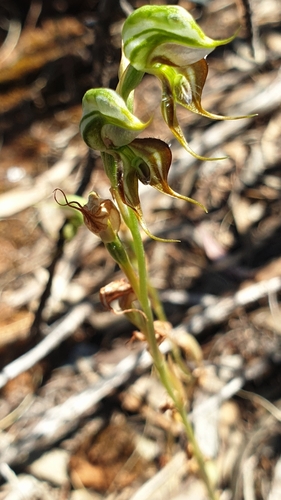 Image of Pterostylis lepida by (c) Rosalie Lawrence, some rights reserved (CC BY)