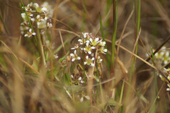 Cochlearia groenlandica