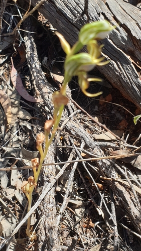 Image of Pterostylis lepida by (c) Rosalie Lawrence, some rights reserved (CC BY)