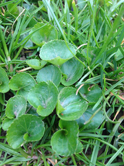 Viola