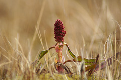 Rumex arcticus