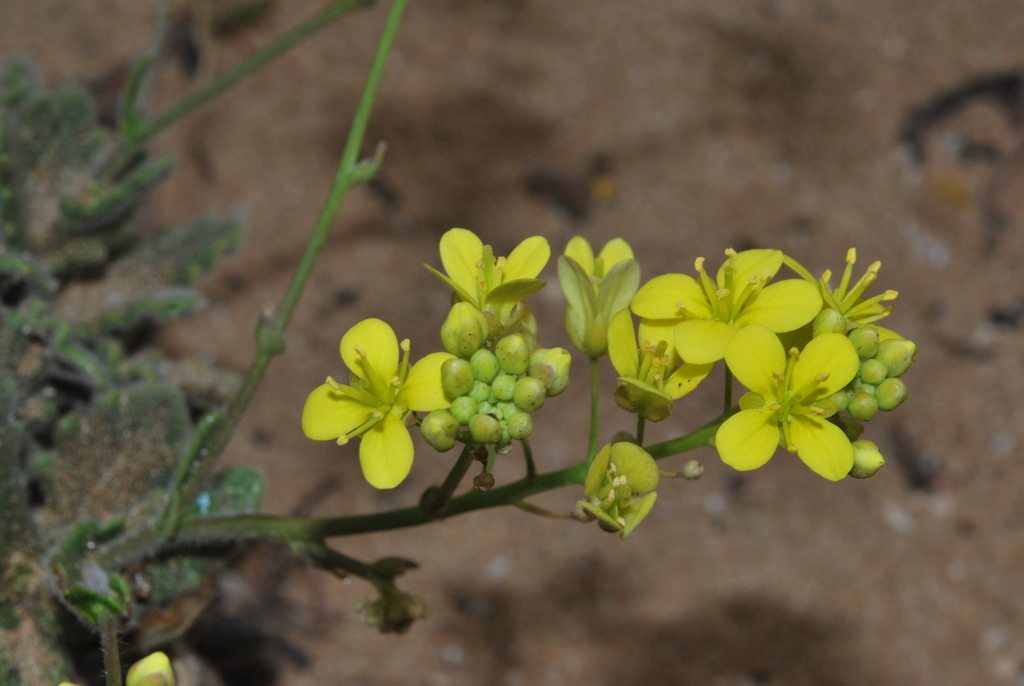 Biscutella vicentina