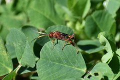 Trogomorpha arrogans