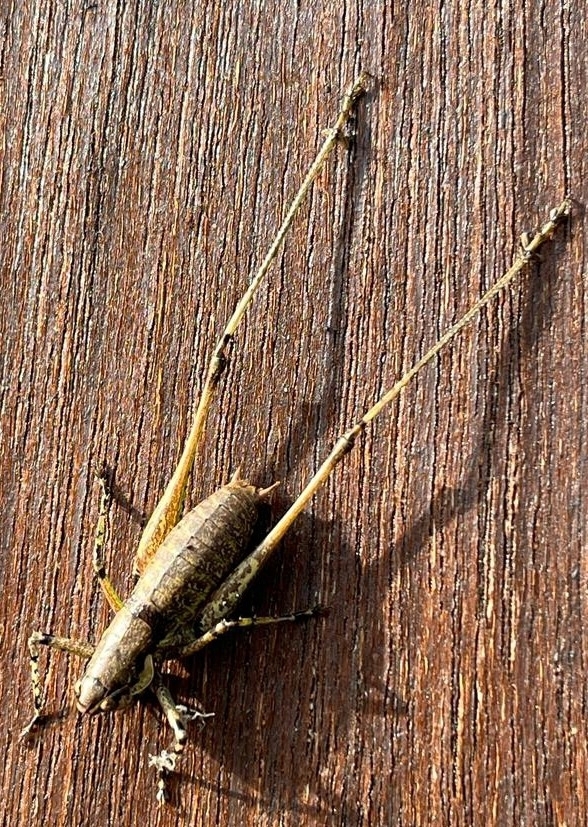 Rhacocleis annulata from Paradise Wildlife Park, White Stubbs Lane, Broxbourne EN10 7QA, UK on