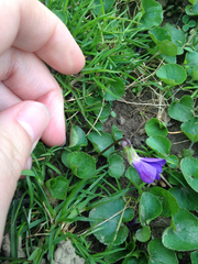 Viola
