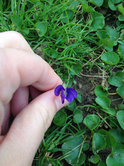 Viola
