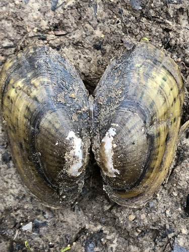 Villosa delumbis