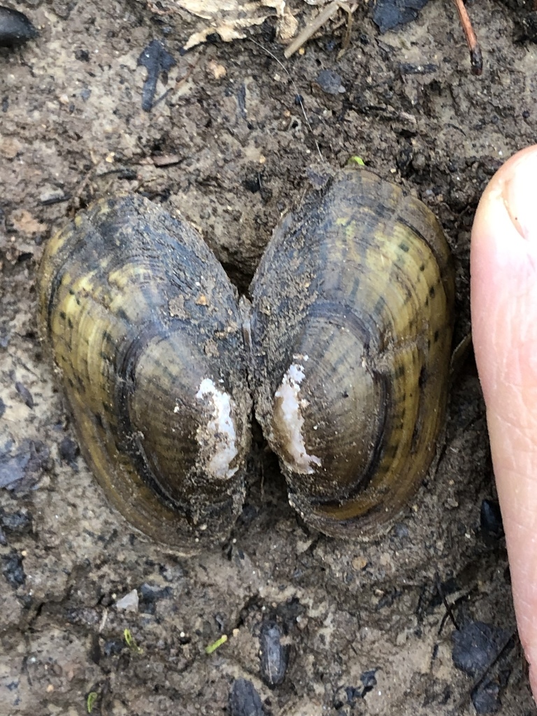 Eastern creekshell