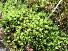 Encalypta streptocarpa