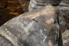 Heliocypha bisignata