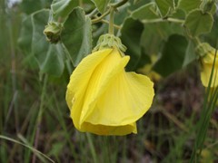 Hibiscus panduriformis
