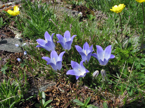 Campanula tridentata