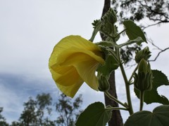 Hibiscus panduriformis