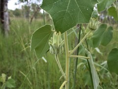 Hibiscus panduriformis