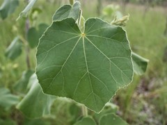 Hibiscus panduriformis