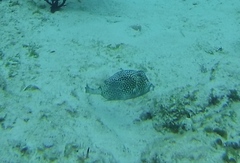 Acanthostracion polygonium