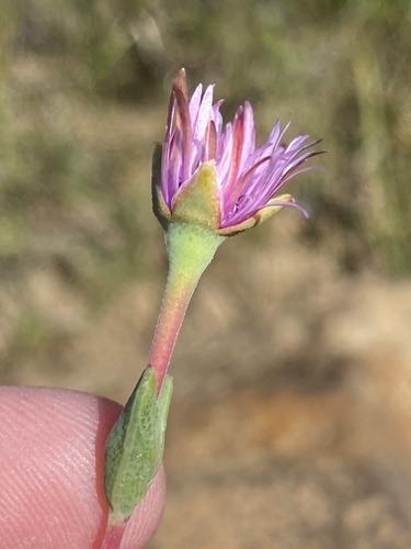 Antimima stayneri