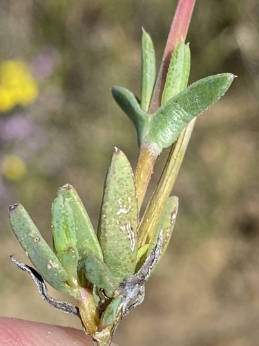 Antimima stayneri