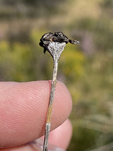 Antimima stayneri