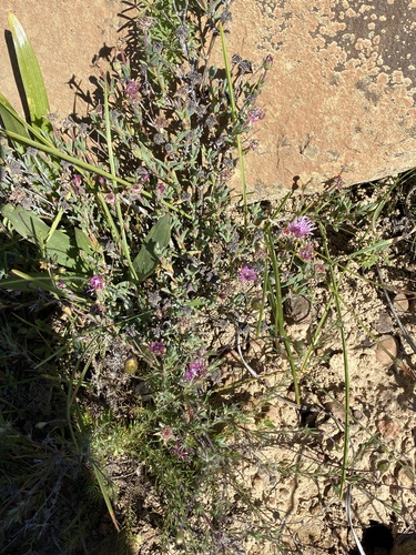 Antimima stayneri