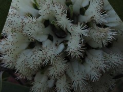 Asteromyrtus magnifica