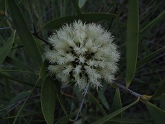 Asteromyrtus magnifica