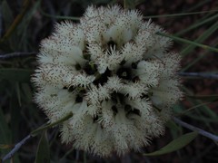 Asteromyrtus magnifica