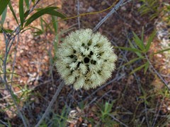 Asteromyrtus magnifica