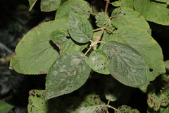 Viorne lantane (Viburnum lantana) — photo 3