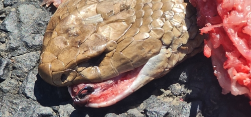Eastern Brown Snake sighting