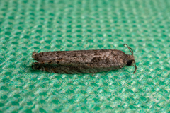 Pseudexentera