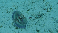 Dactylopterus volitans