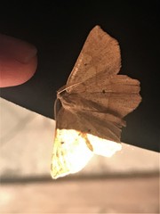 Euchlaena marginaria