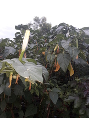 Datura metel