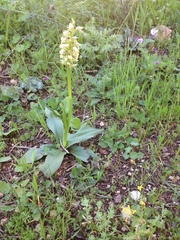 Orchis galilaea
