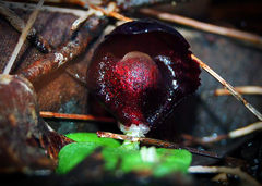 Corybas recurvus
