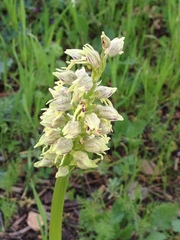 Orchis galilaea