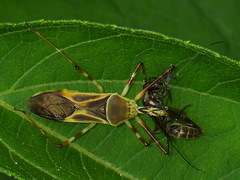 Zelus laticornis