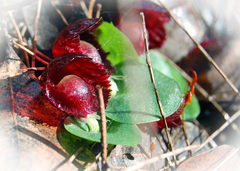 Corybas recurvus