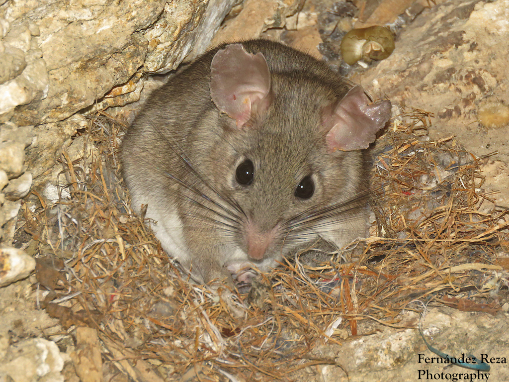 Bryant's Woodrat in October 2023 by Eduardo Fernández Reza · iNaturalist