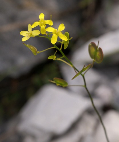 Biscutella laevigata L.