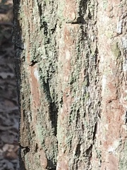 Chrysothrix chamaecyparicola