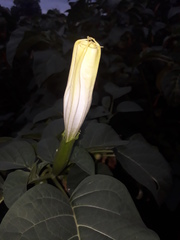 Datura metel