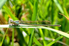 Pseudagrion gamblesi