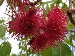 Corymbia ptychocarpa